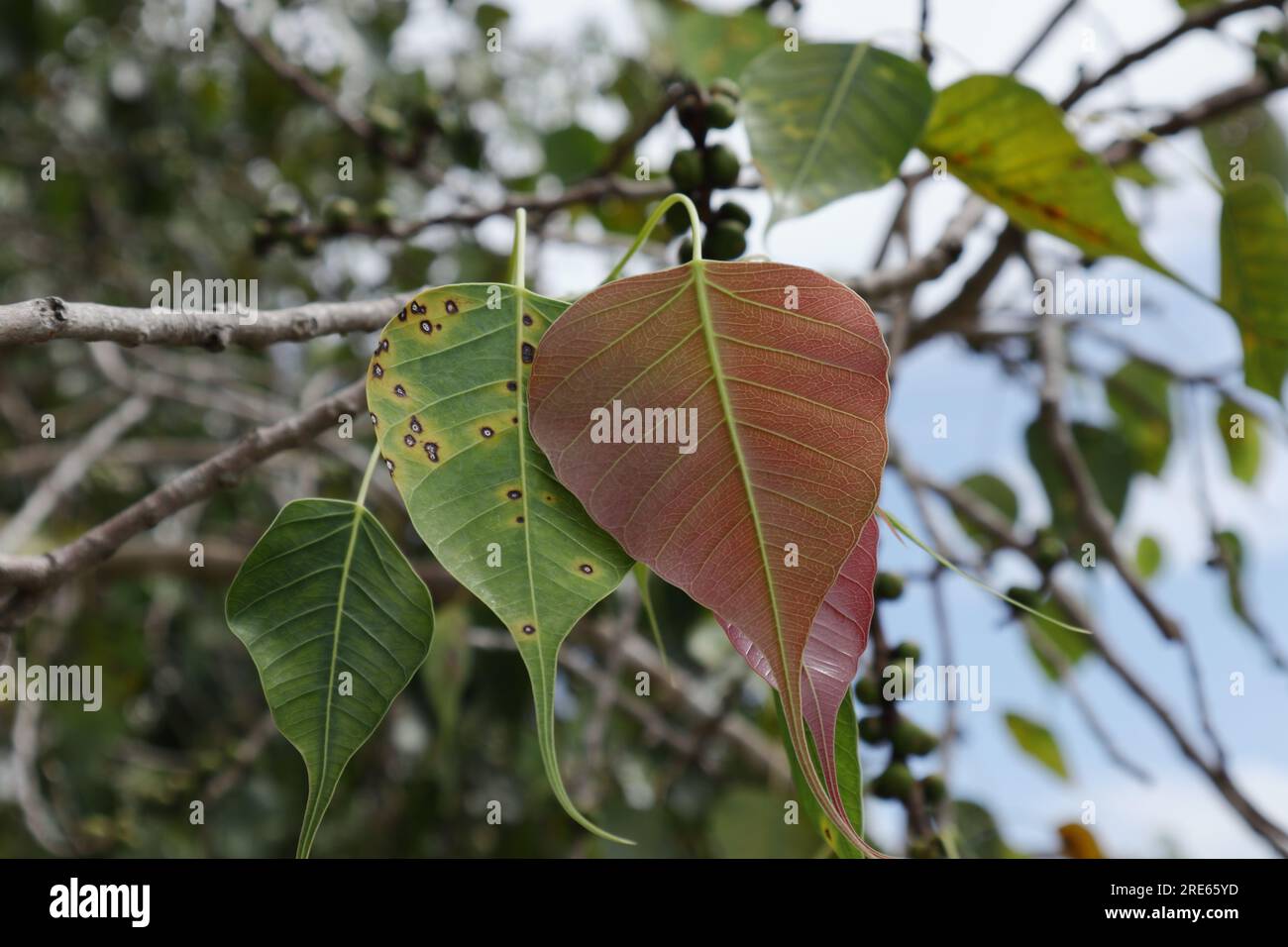 Vista de cerca de las hojas recién crecidas de una ramita de árbol de higo sagrado (Ficus Religiosa) Foto de stock