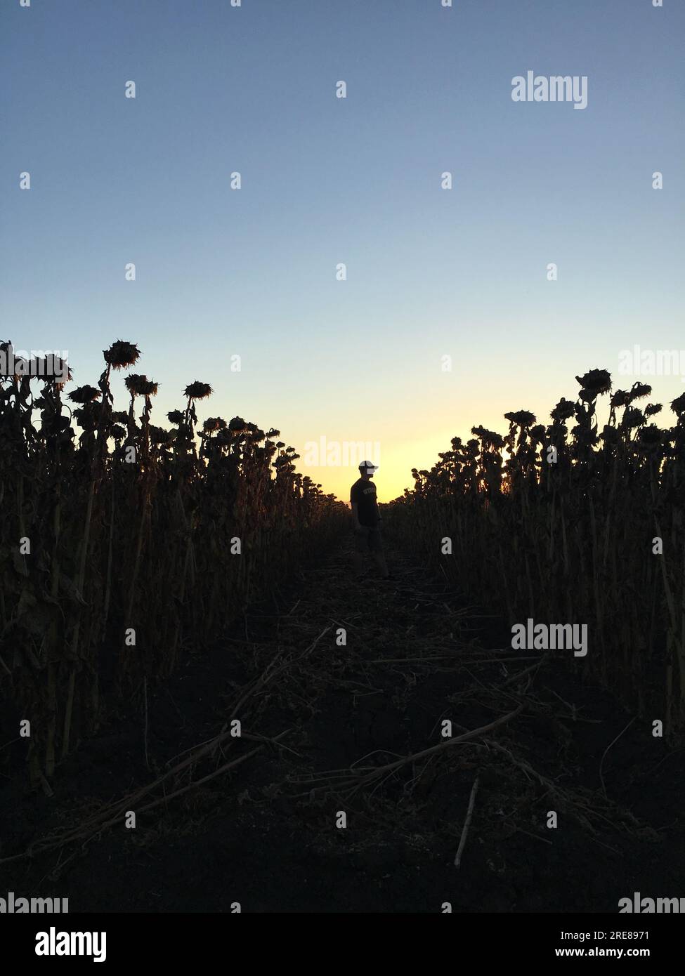 Silueta de un hombre con una gorra de béisbol de pie en un campo de girasol en Dusk, Dixon, California, EE.UU Foto de stock