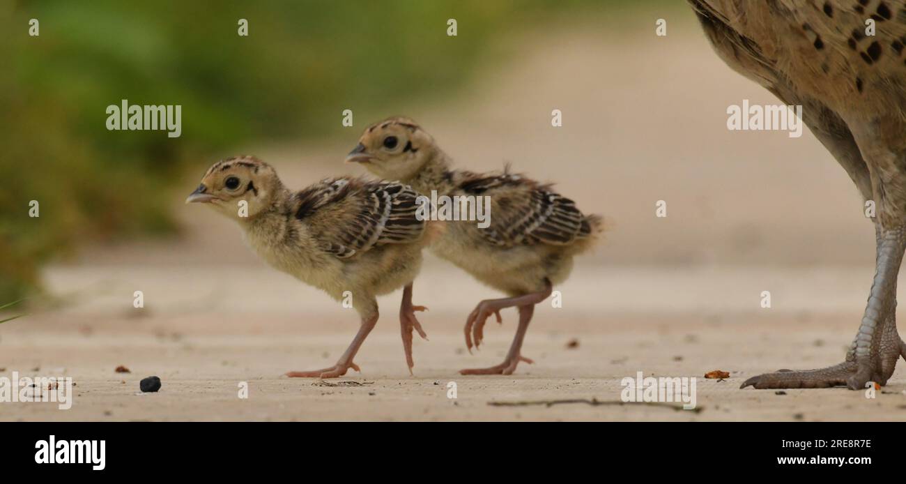 Joven Wild Pheasant Chicks Foto de stock