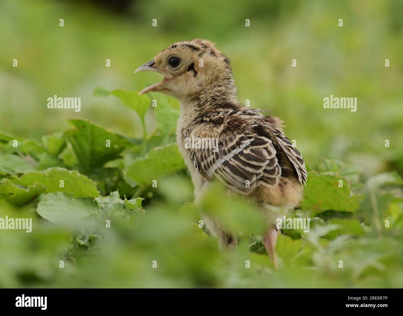 Joven Wild Pheasant Chicks Foto de stock