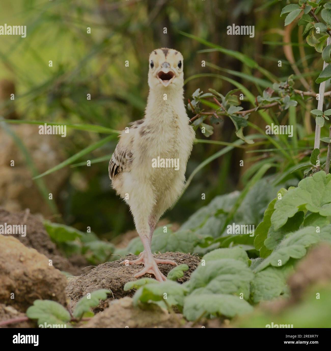 Joven Wild Pheasant Chicks Foto de stock