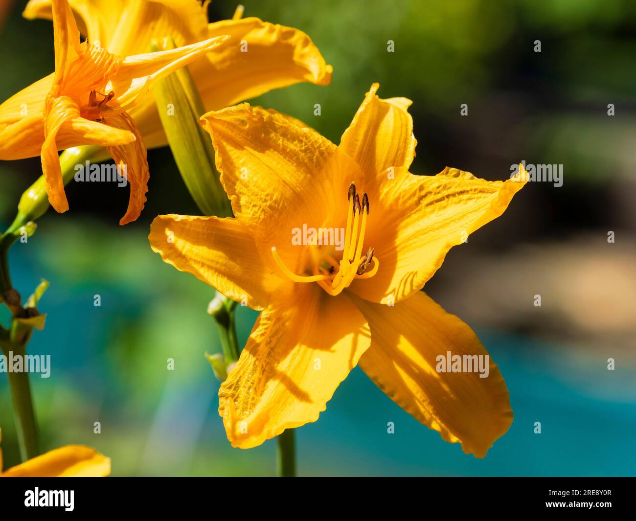 Flor única amarilla de la dailily perenne resistente, Hemerocallis 'Burning Daylight' Foto de stock