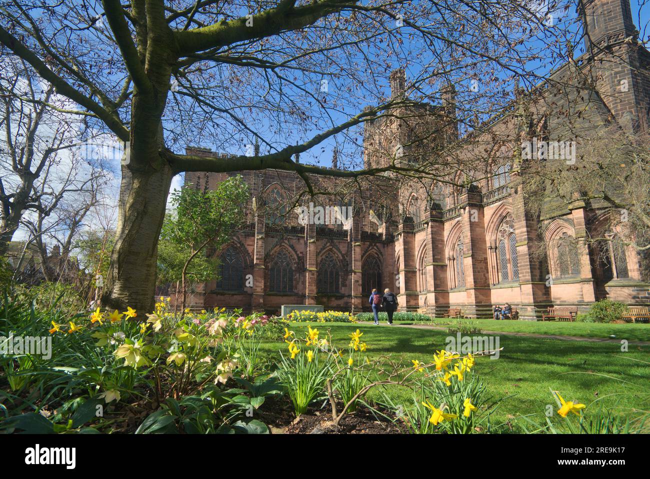 Catedral de Chester en primavera con narcisos en jardines, centro de la ciudad, Chester, Inglaterra, Reino Unido Foto de stock