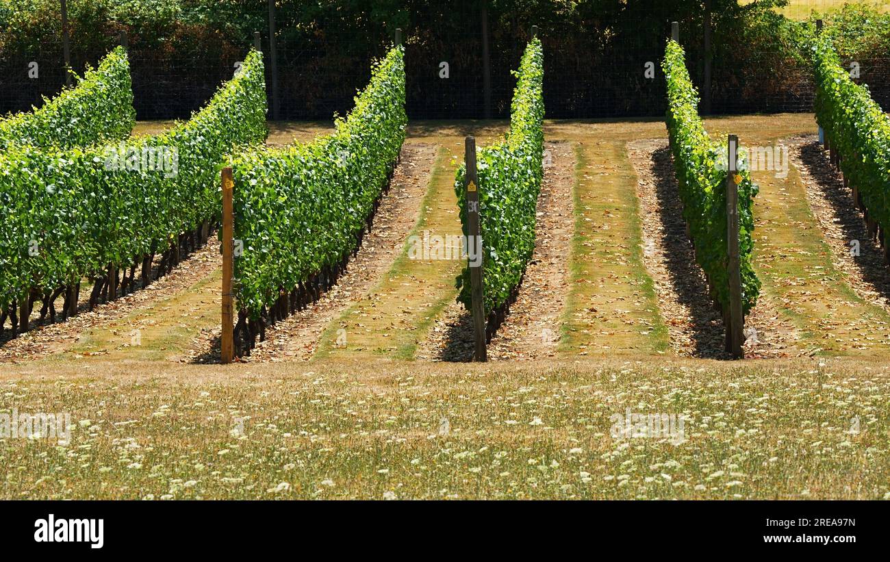 Viñedo en Central Saanich Foto de stock