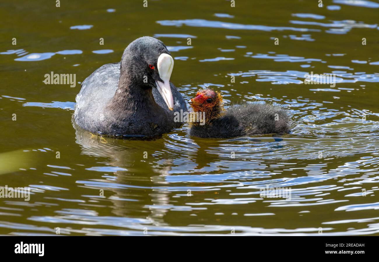Coot pájaro de agua alimentándose joven en el estanque en el sol Foto de stock