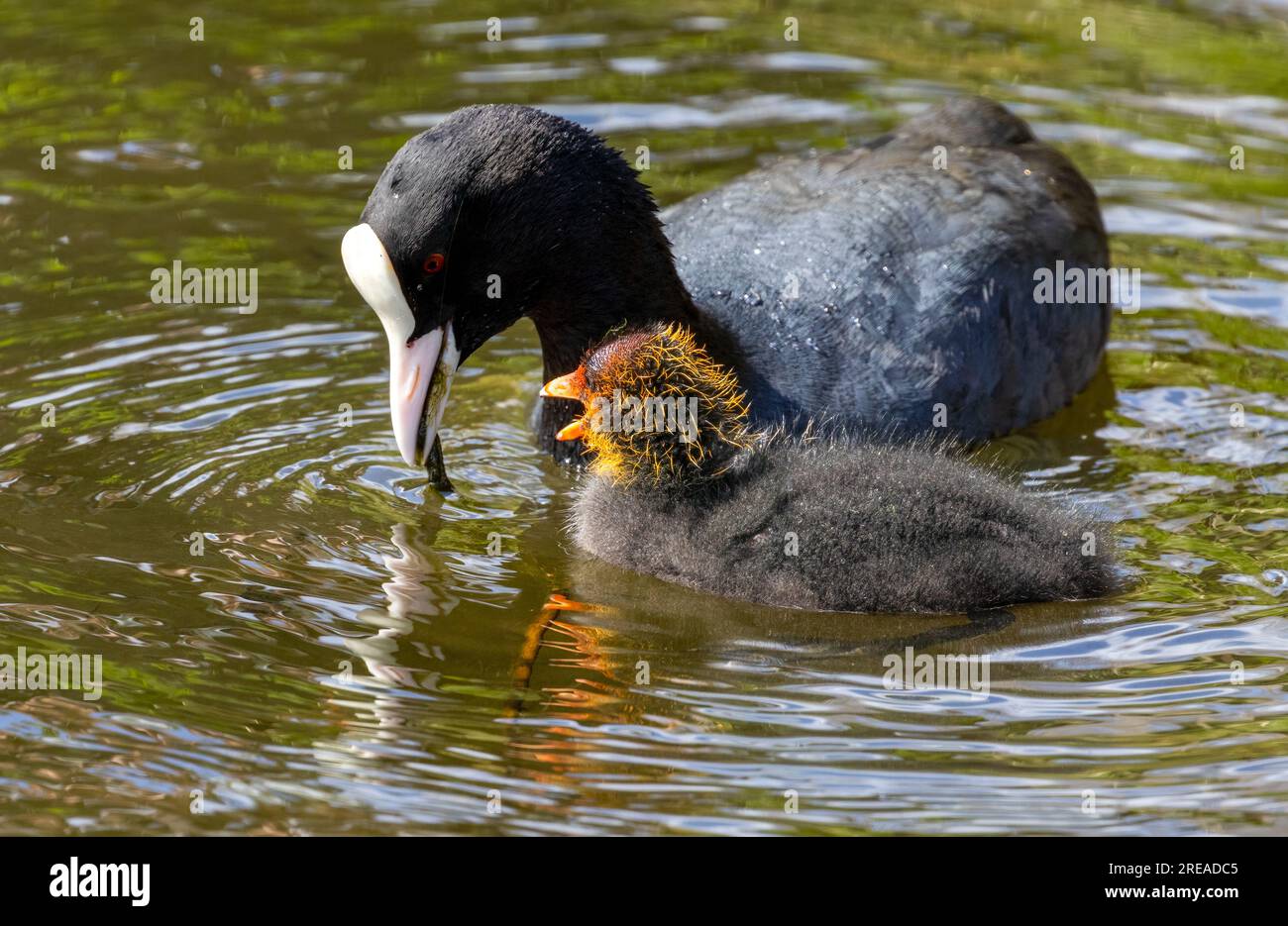 Coot pájaro de agua alimentándose joven en el estanque en el sol Foto de stock