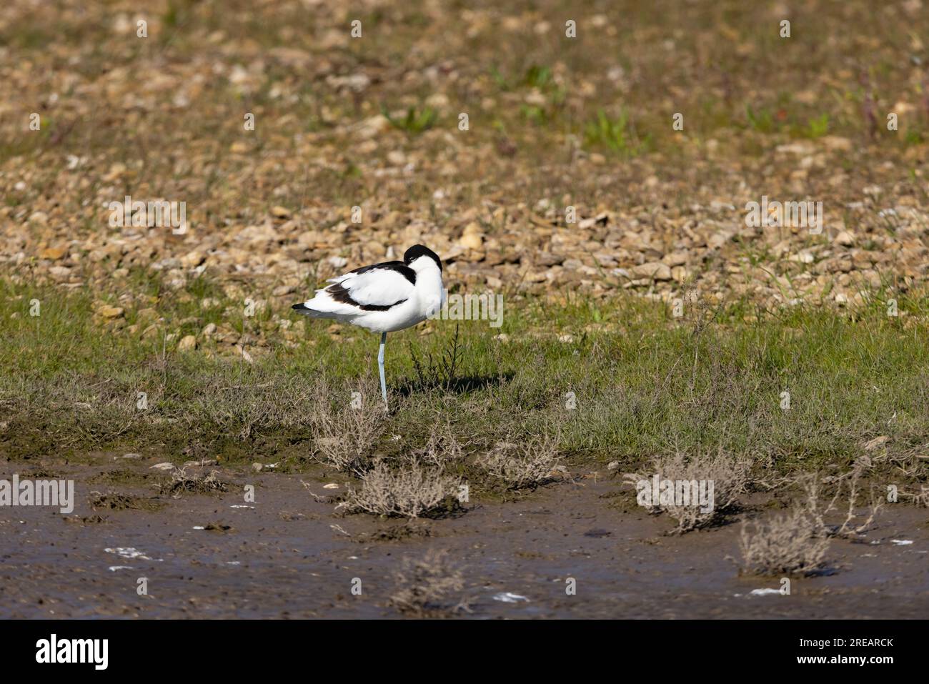 Pied avocet Recurvirostra avosetta, Adult roosting, Steart Marshes, Somerset, Reino Unido, Abril Foto de stock