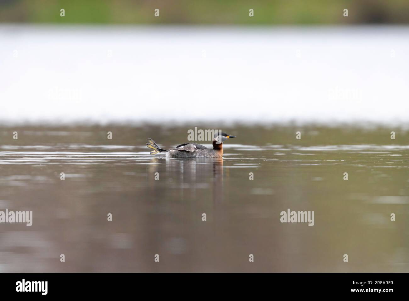 Podiceps grisegena, natación para adultos, lago Hogganfield, Glasgow, Escocia, Reino Unido, abril Foto de stock