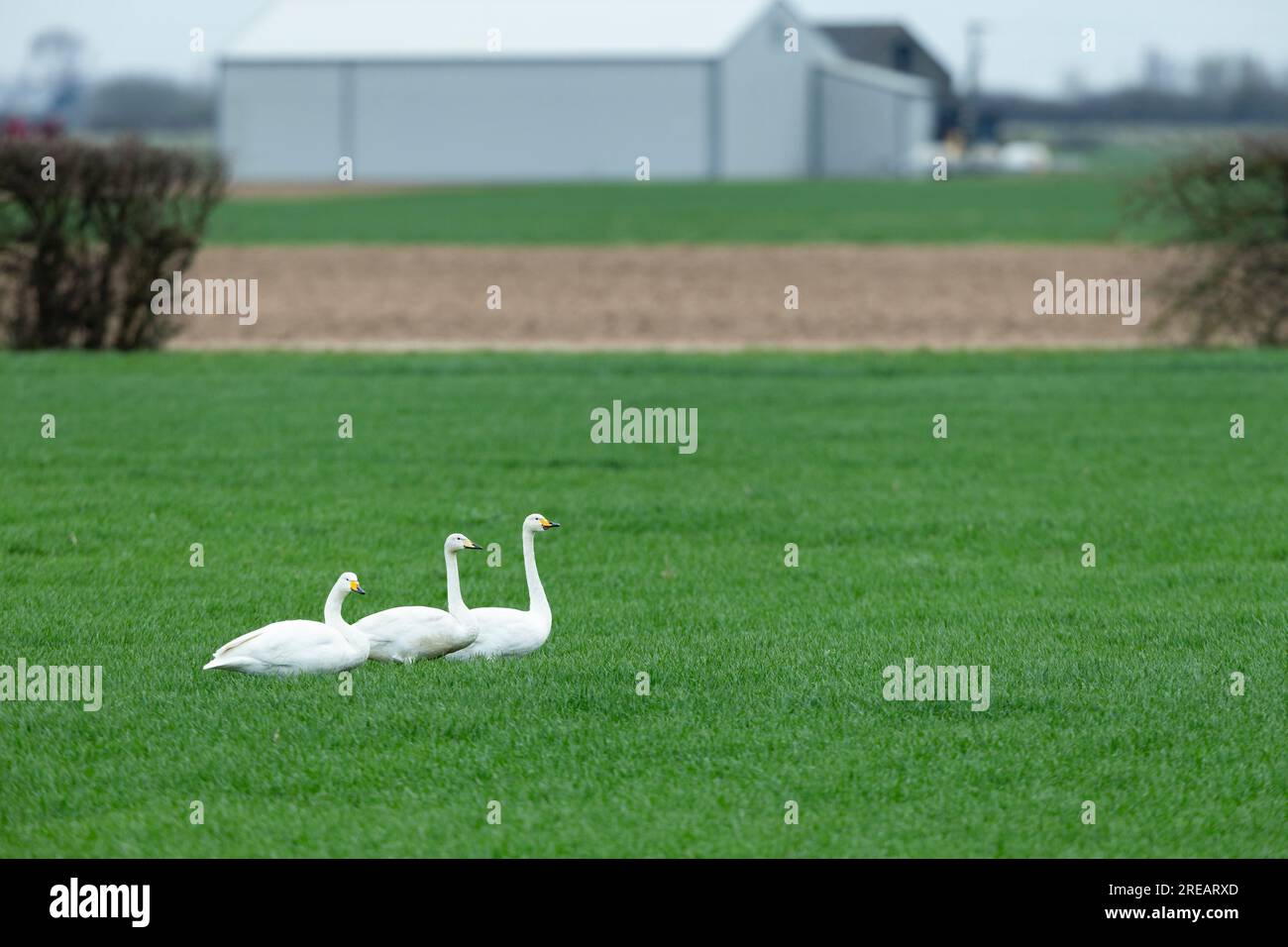 Cisne Cygnus cygnus, adultos en campo de cultivo, Frampton Marsh, Lincolnshire, Reino Unido, marzo Foto de stock