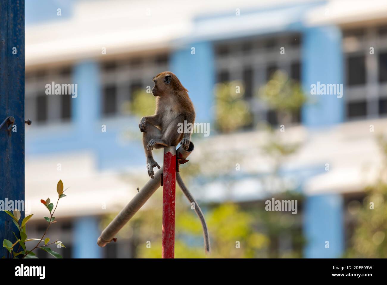 Un miembro de una tropa de macacos de cola larga explora el sitio de construcción de viviendas públicas Waterway Sunrise, Singapur Foto de stock
