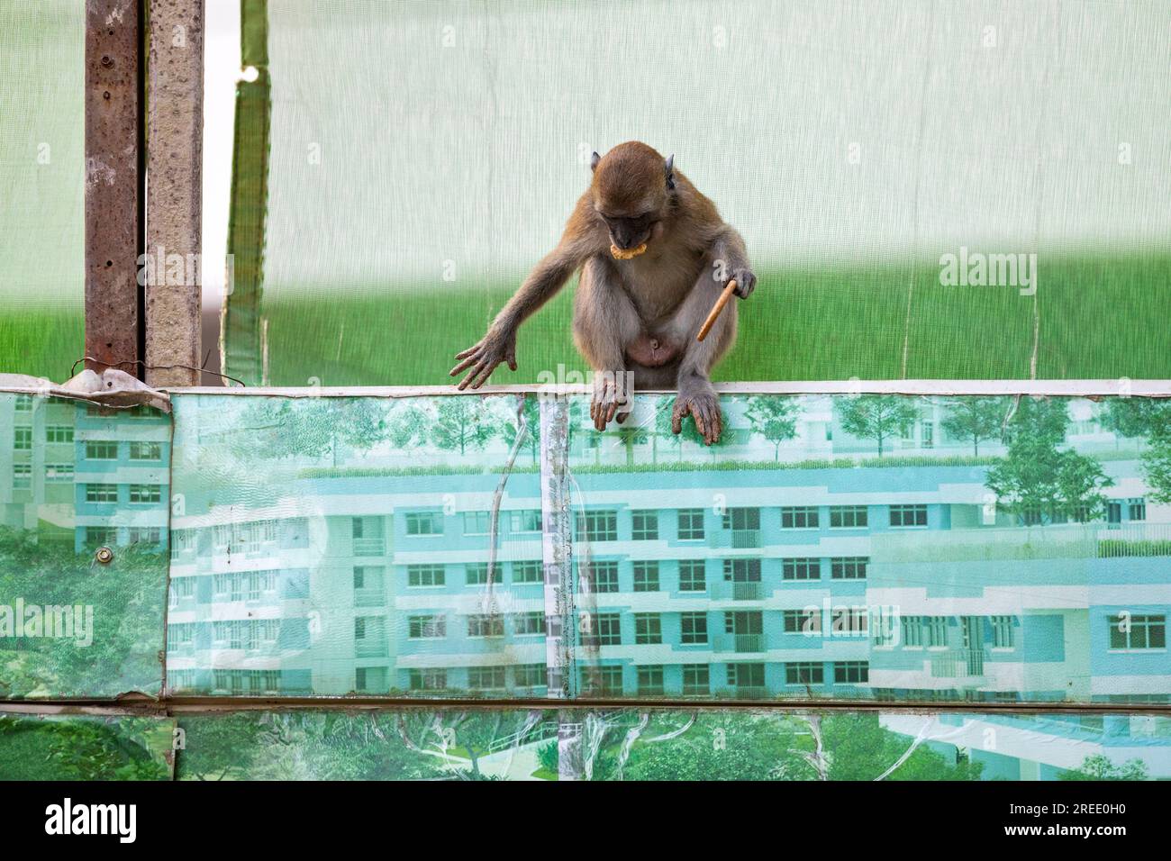 Un miembro de una tropa de macacos de cola larga se sienta con una galleta digestiva en la barrera del sitio de construcción de la propiedad de viviendas públicas Waterway Sunrise, Singap Foto de stock