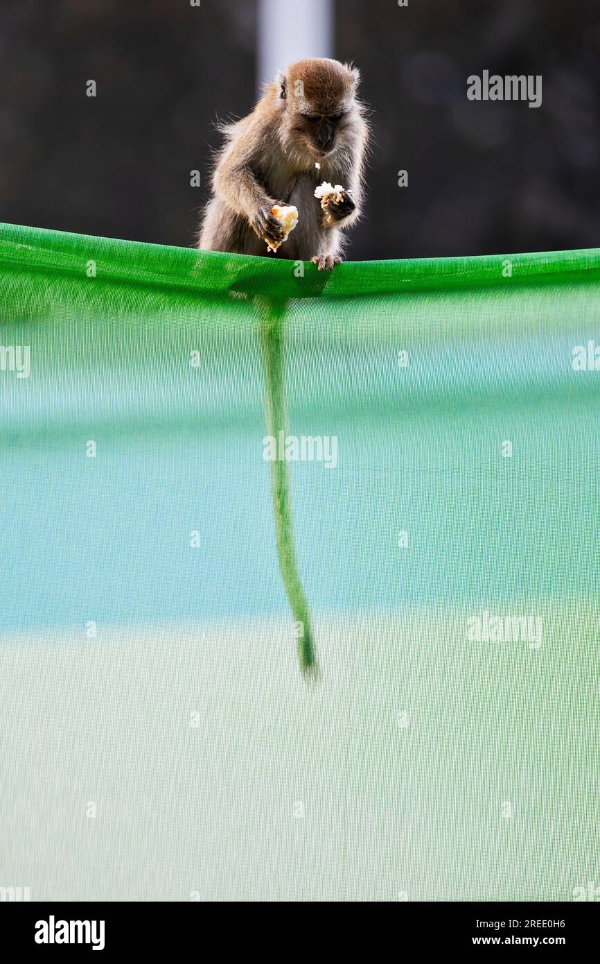 Un miembro de una tropa macaca de cola larga se sienta con una mano de arroz en la barrera del sitio de construcción de la propiedad de viviendas públicas Waterway Sunrise, Singapur Foto de stock
