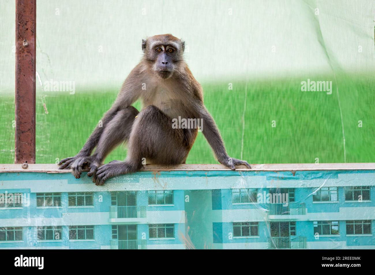 Un miembro de una tropa de macacos de cola larga se sienta en la barrera del sitio de construcción de propiedades de vivienda pública Waterway Sunrise, Singapur Foto de stock