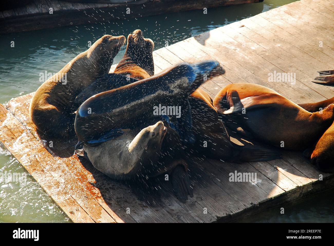 Las focas del puerto y los leones marinos sacan el exceso de agua en Fisherman’s Wharf en San Francisco Foto de stock