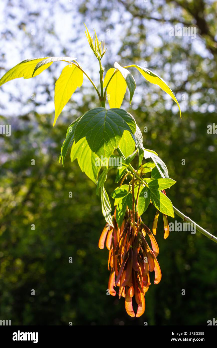 Un primer plano de los frutos de maduración rosados rojizos del arce. Foto de stock