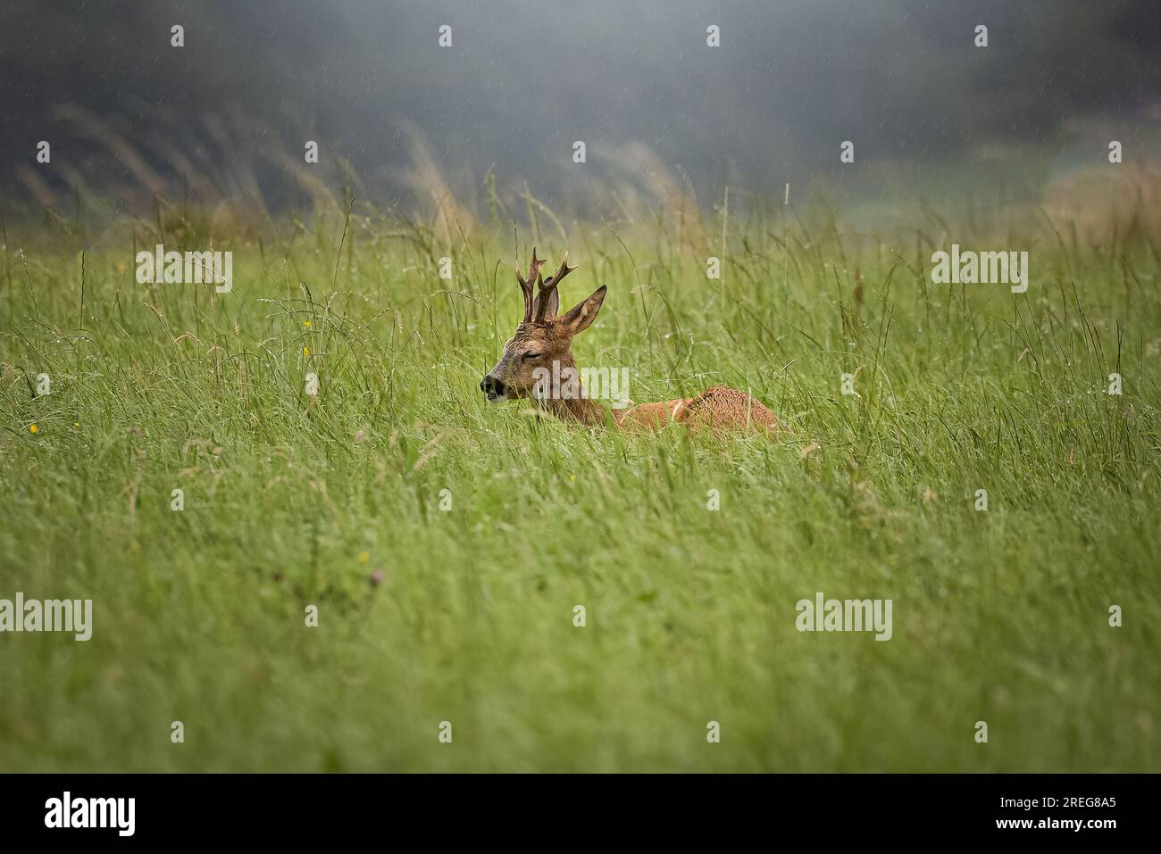 Ciervo, buck, durmiendo en la hierba en un campo en la lluvia con el bosque en el fondo en Alemania, Europa Foto de stock