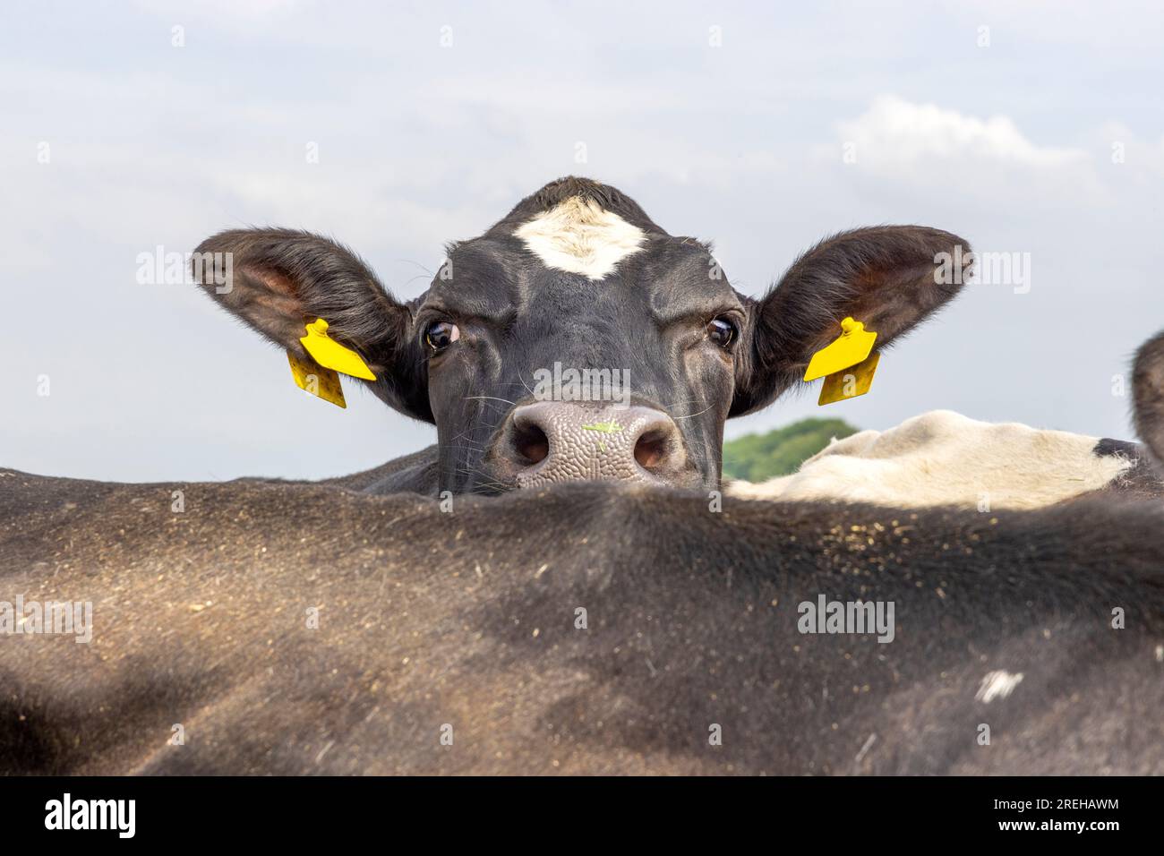 Nosy vaca mirando por encima de la espalda de otra vaca, blanco y negro, mira un boo Foto de stock