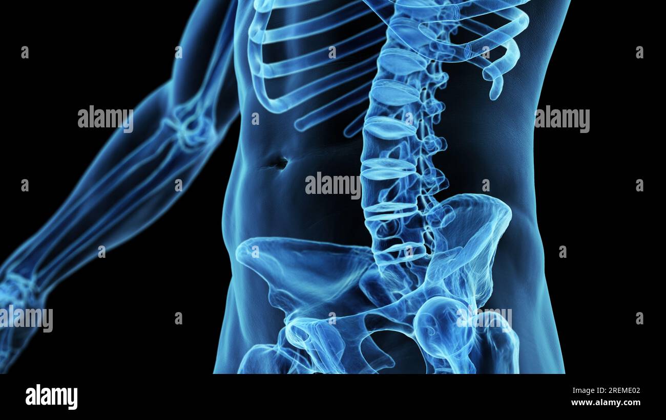 Columna lumbar, ilustración Fotografía de stock - Alamy