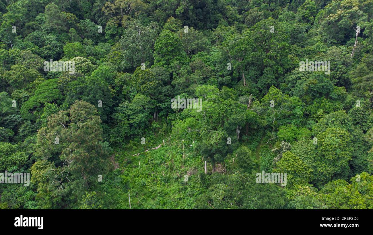 Vista aérea del dosel de la selva tropical, provincia de Aceh, Indonesia Foto de stock