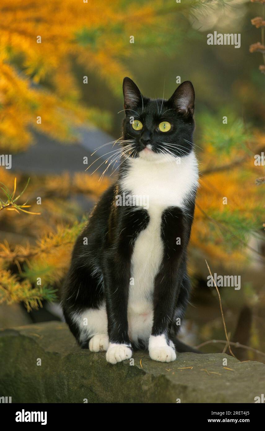 Gato doméstico, blanco y negro Foto de stock