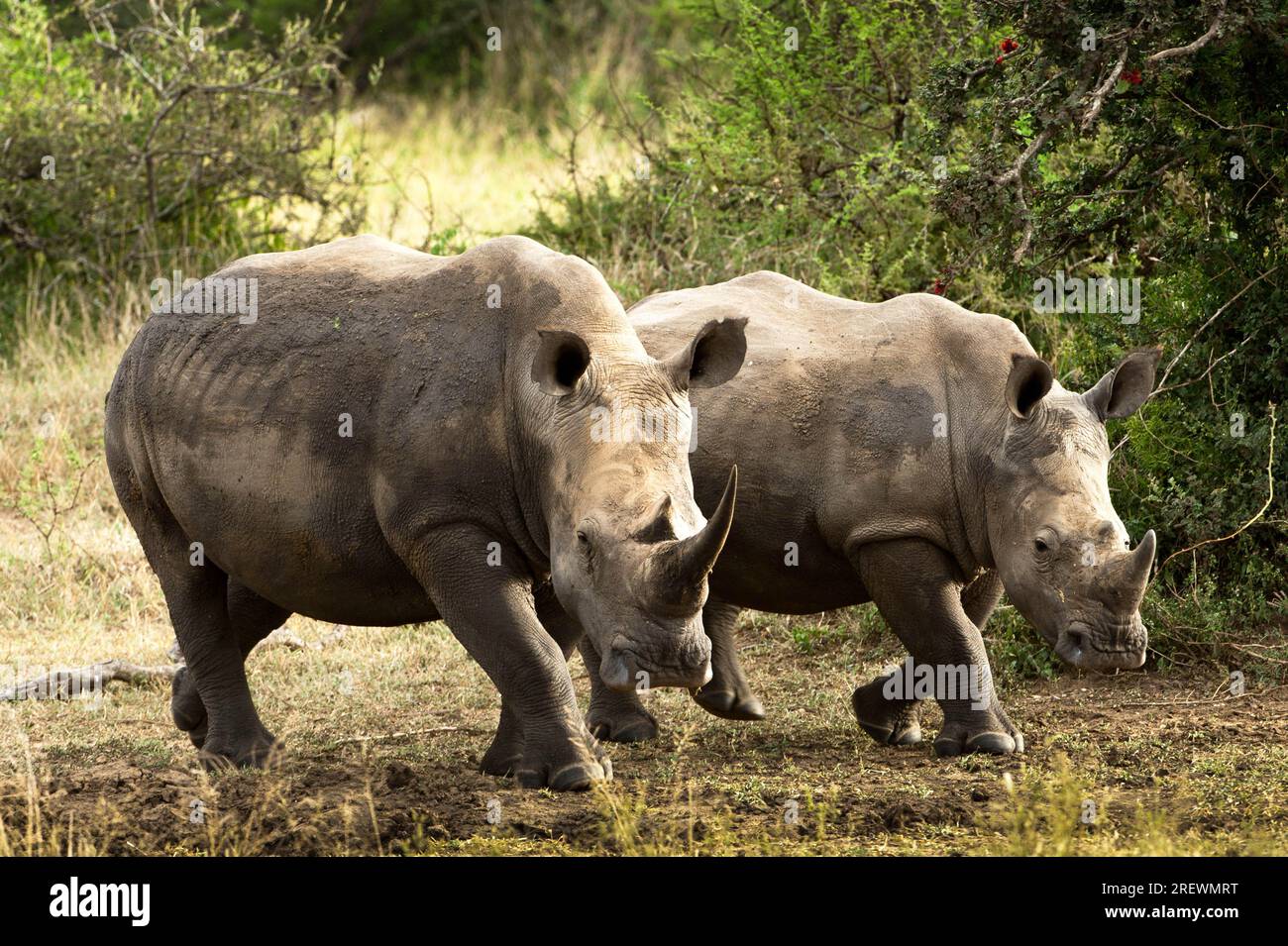 Rinoceronte blanco en arbusto africano Foto de stock