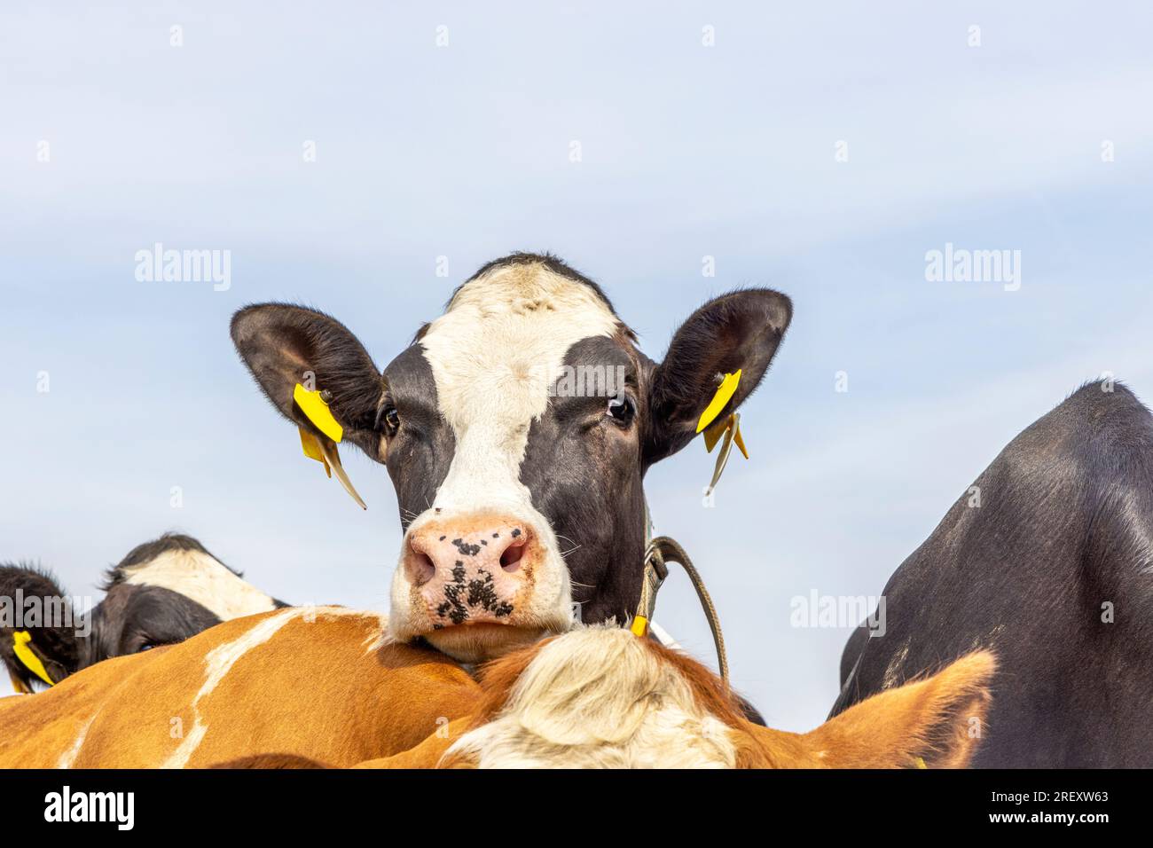 Vaca Nosy mirando sobre la espalda de otra vaca, franca y atrevida, blanco y negro y una nariz rosa, un cielo azul Foto de stock