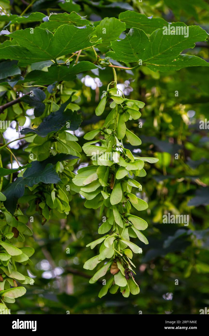 Un primer plano de los frutos de maduración rosados rojizos del arce. Foto de stock