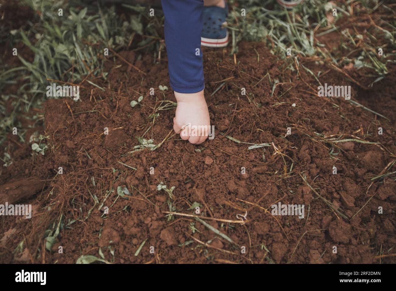 Mano del niño que siembra la semilla de calabaza en el suelo oscuro Foto de stock