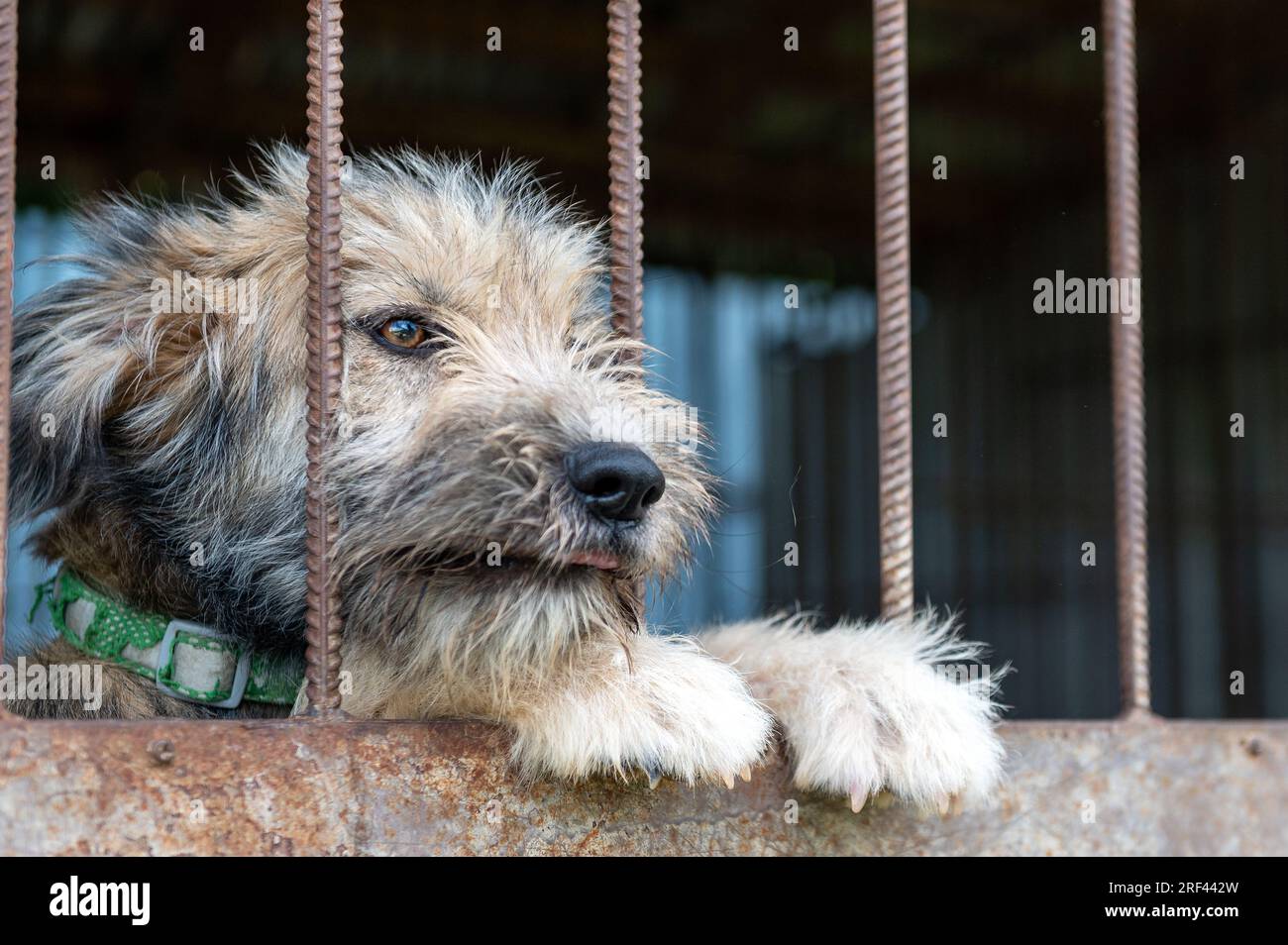 Perro callejero en refugio de animales esperando la adopción. Retrato de perro sin hogar en jaula de refugio de animales. Perro detrás de las vallas Foto de stock