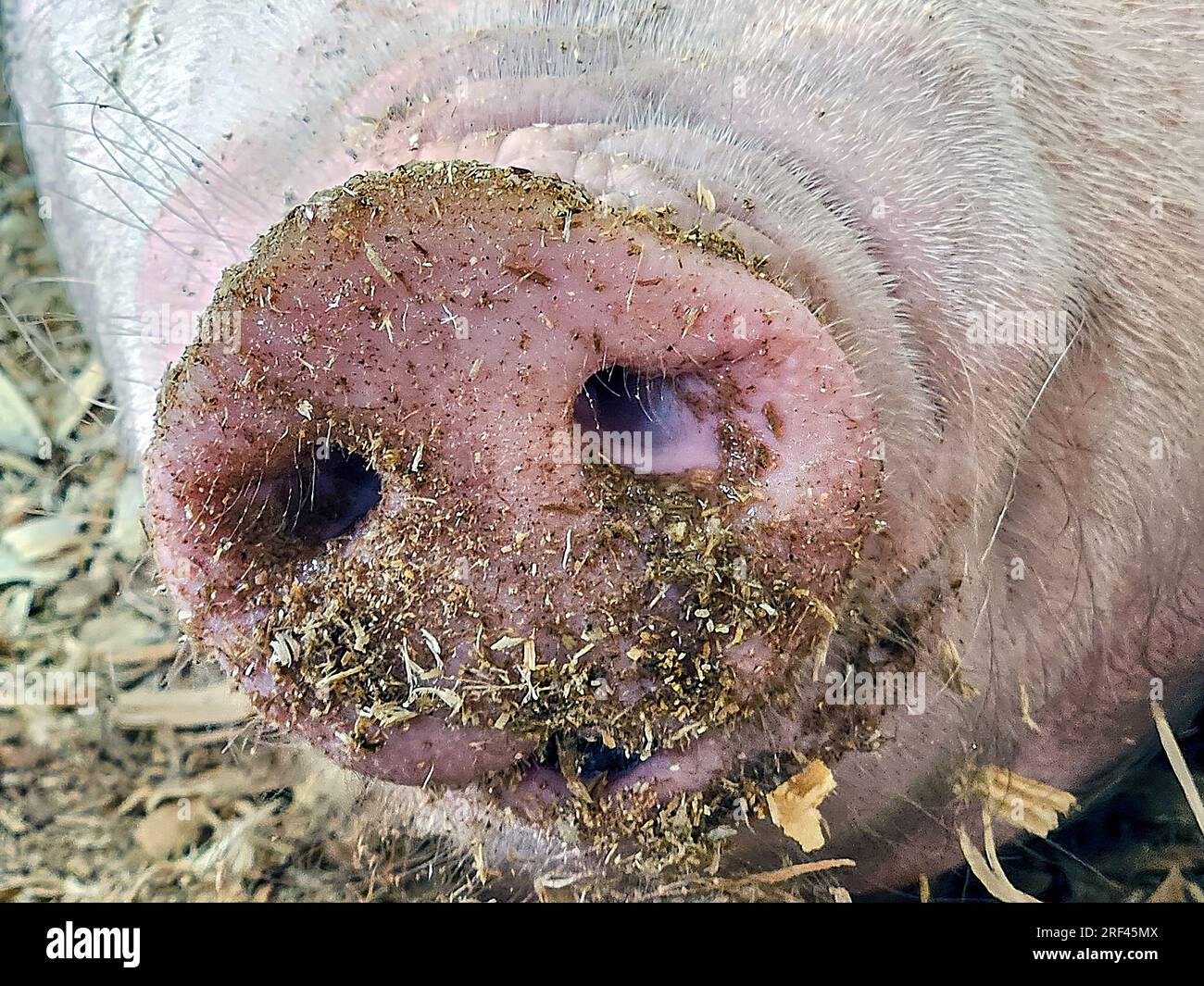 Primer plano extremo del hocico de un cerdo cubierto de suciedad y paja Foto de stock