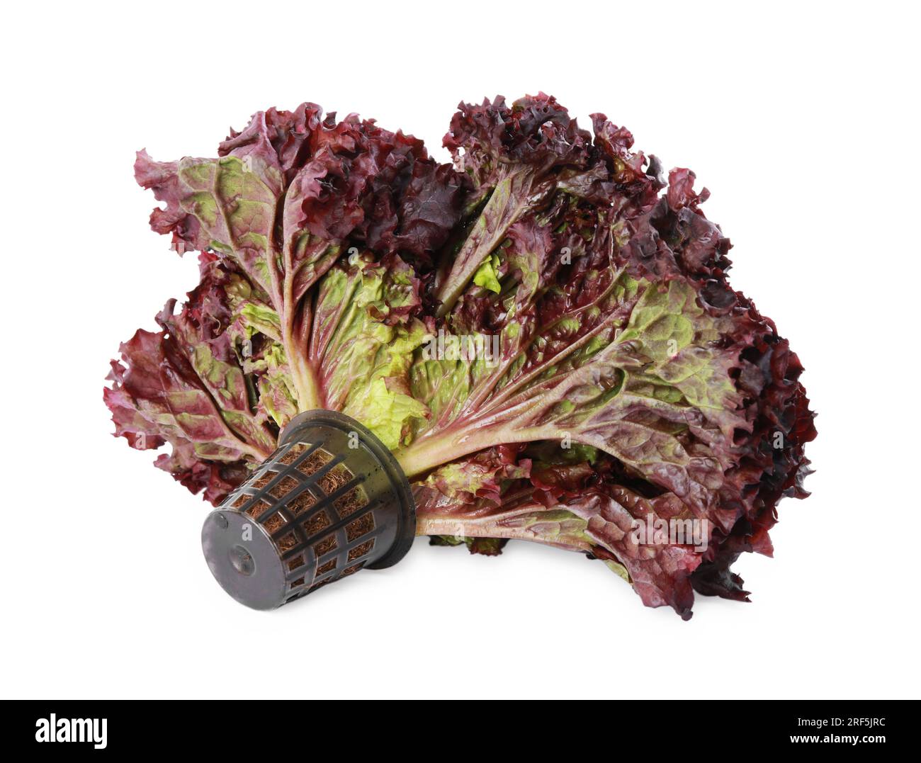 Cabeza de lechuga de coral rojo fresco en envase de plástico aislado en