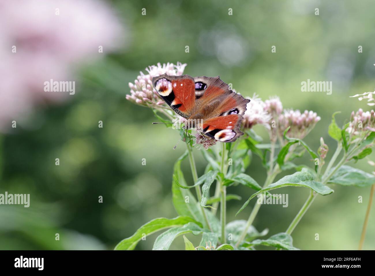 Mariposa, pavo real europeo, insecto, alas, planta, Flor, Néctar, la mariposa de pavo real (Aglais io) ha abierto sus alas y chupa el néctar de A Foto de stock