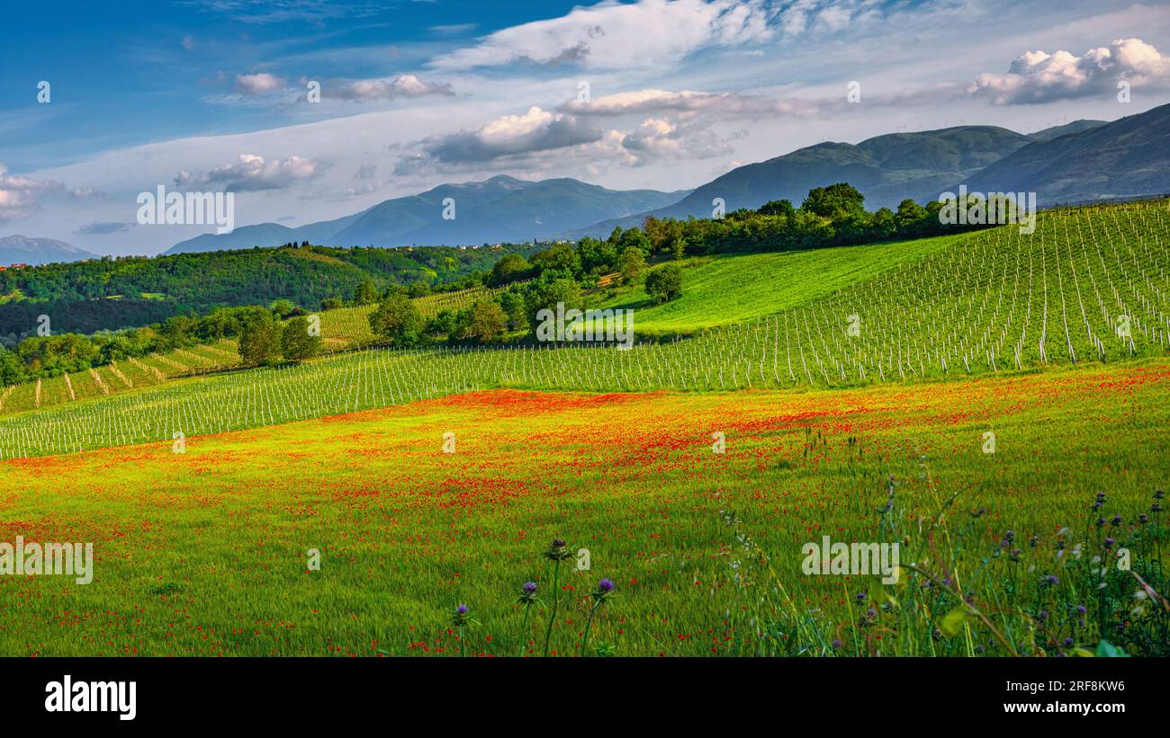 colinas llenas de viñedos en primavera con campo de amapolas. Foto de stock
