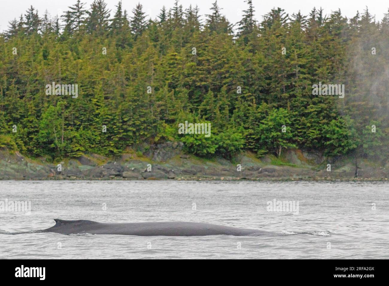 Ballena jorobada en las aguas de Juneau Foto de stock