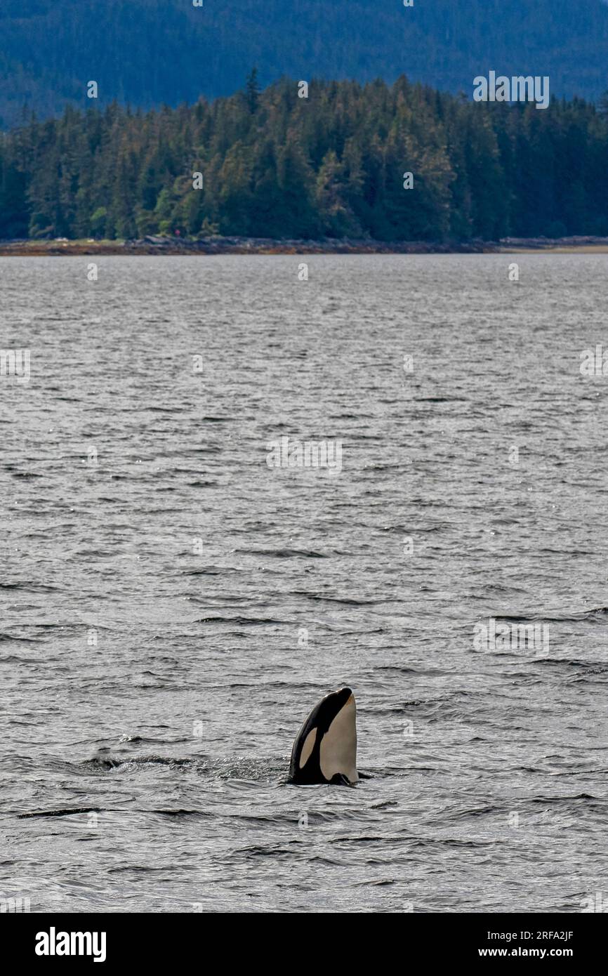 Orca spía-hopping en el Canal Behm Foto de stock