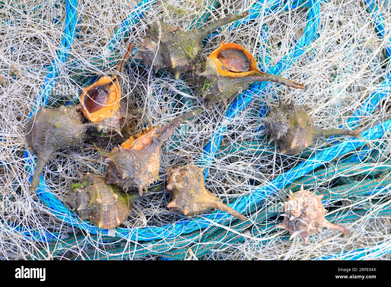 Francia, Herault, Agde, Grau d'Agde, puerto pesquero, Cáscaras de murex puntiagudas (Bolinus brandaris) Foto de stock