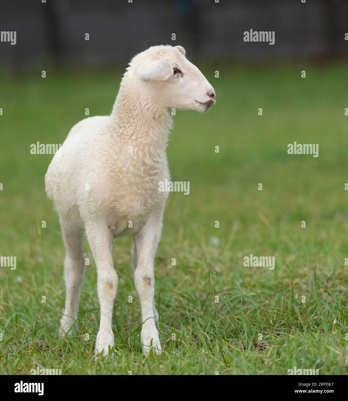 Cordero de oveja Katahdin que es blanco con características facilar perfectas de pie en un campo cubierto de hierba Foto de stock