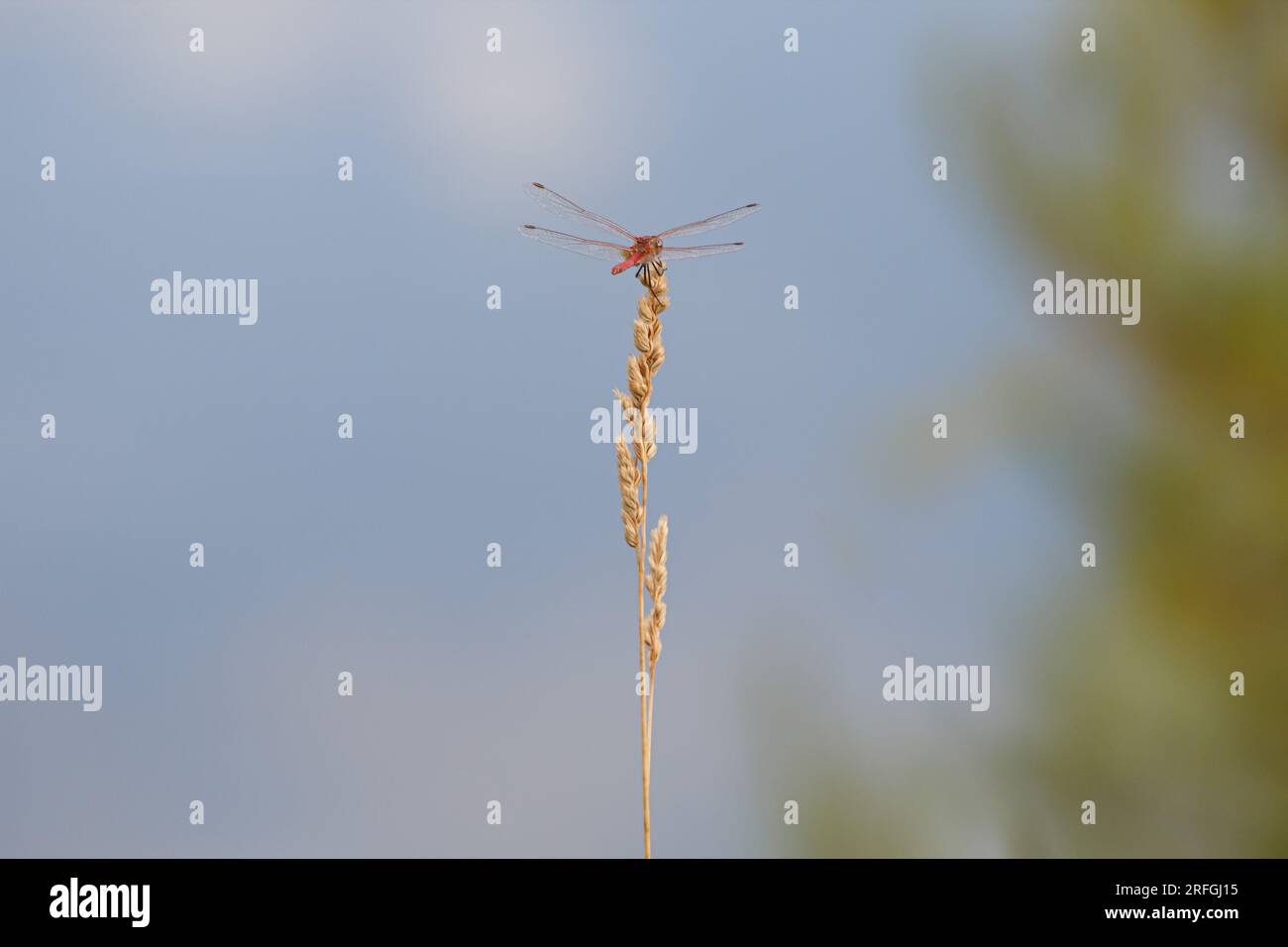 Fotografía minimalista de la libélula roja en espiga de hierba y bokeh en laguna, Gayanes, España Foto de stock