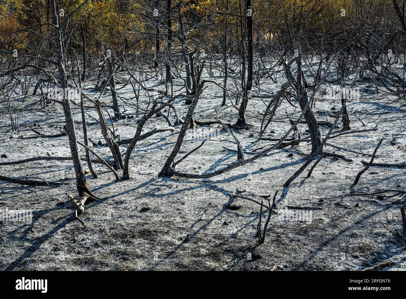 lo que queda del bosque después del incendio en las montañas Foto de stock