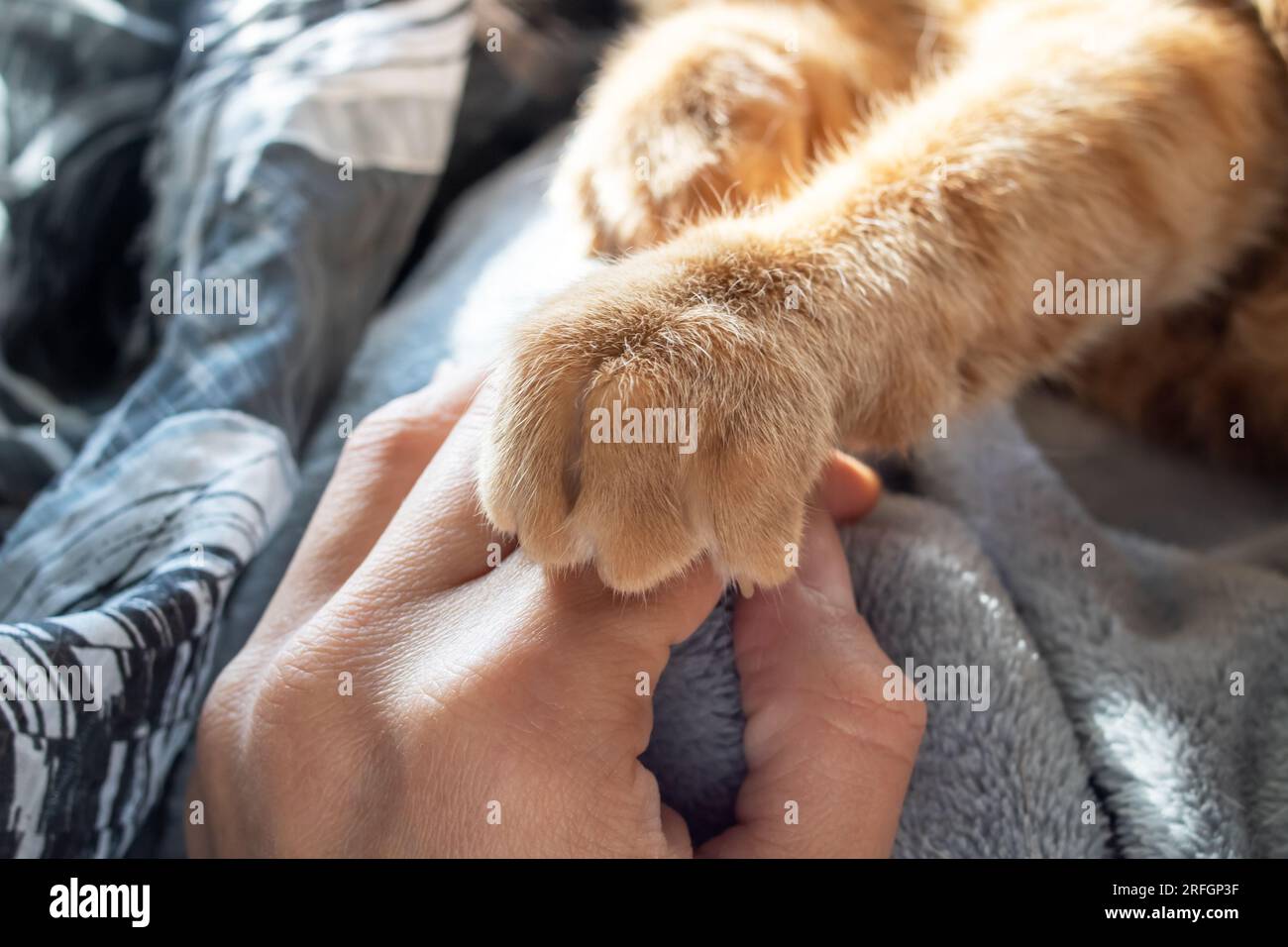 Un gato rojo sostiene la mano de un hombre con sus patas de cerca Foto de stock