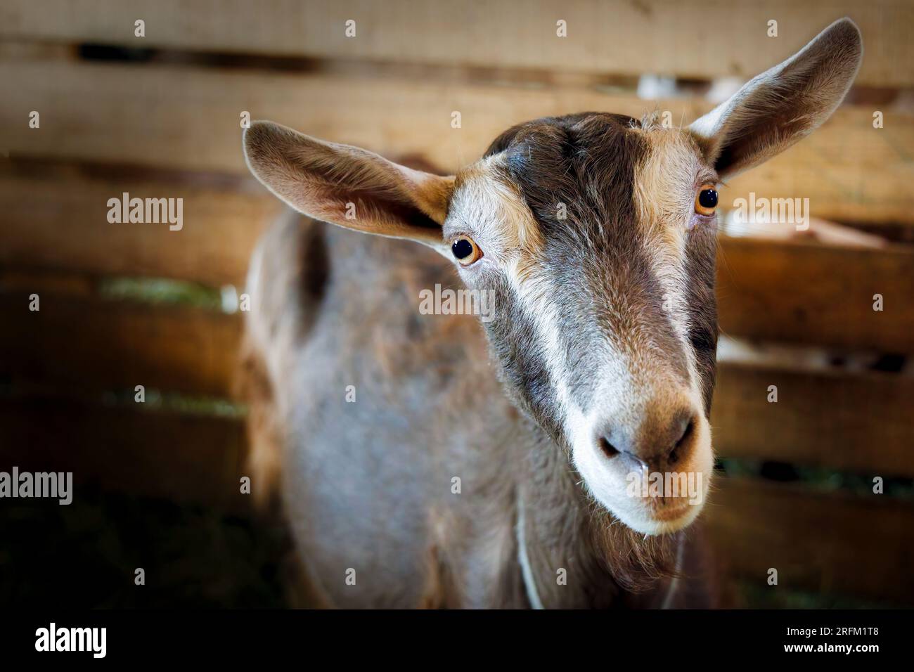 Una cabra en un establo en una granja cerca de Manitowoc, Wisconsin. Foto de stock