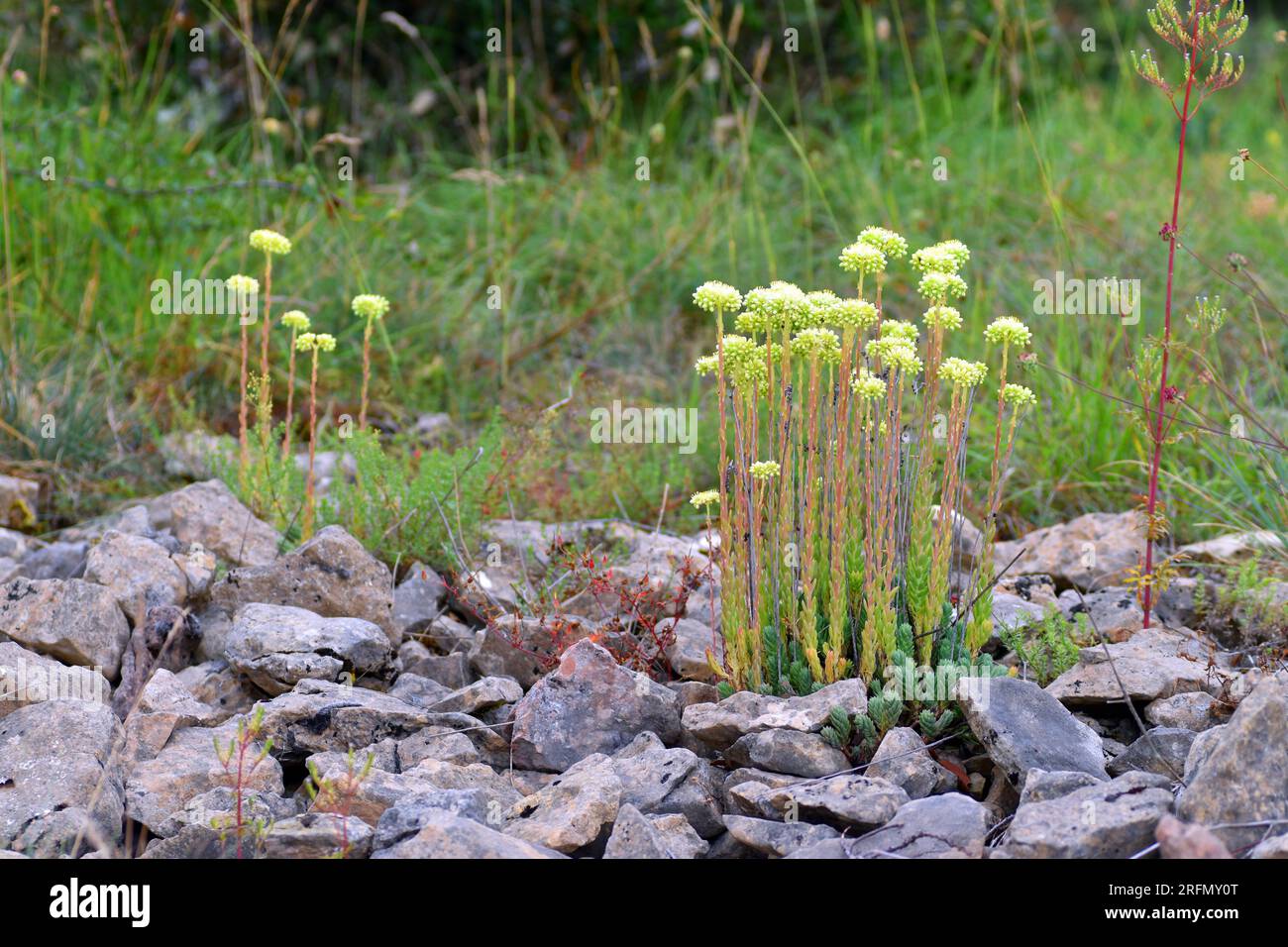 Sedum sediforme en flor que crece entre rocas calcáreas. Foto de stock