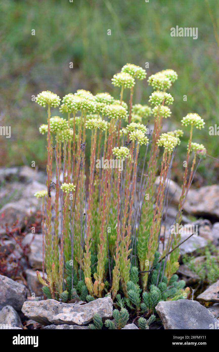 Sedum sediforme en flor que crece entre rocas calcáreas. Foto de stock