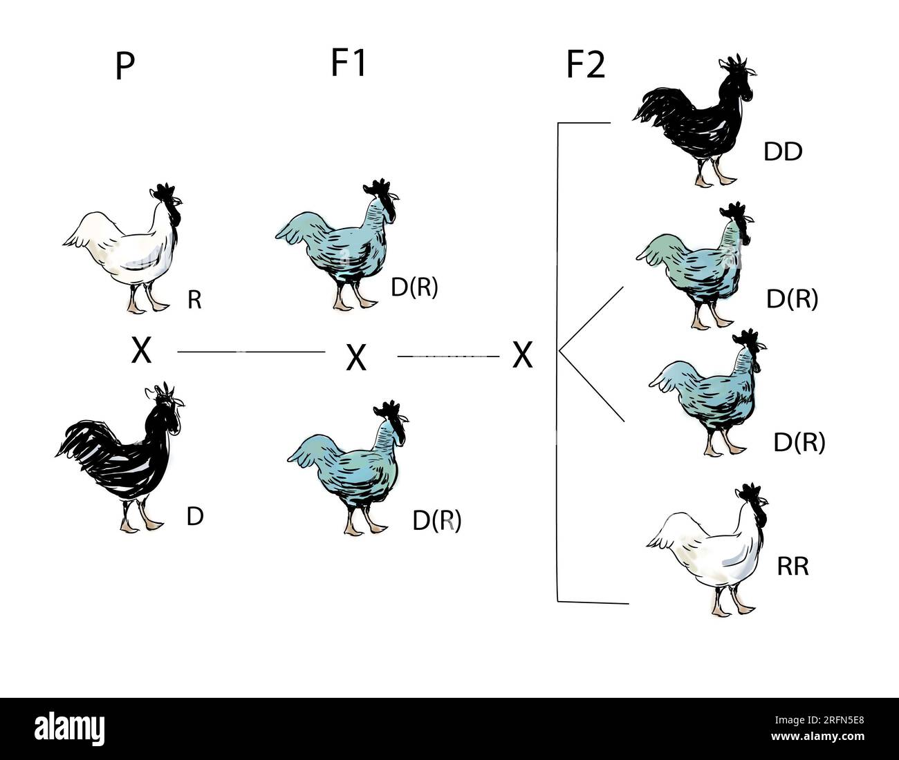 genes recesivos