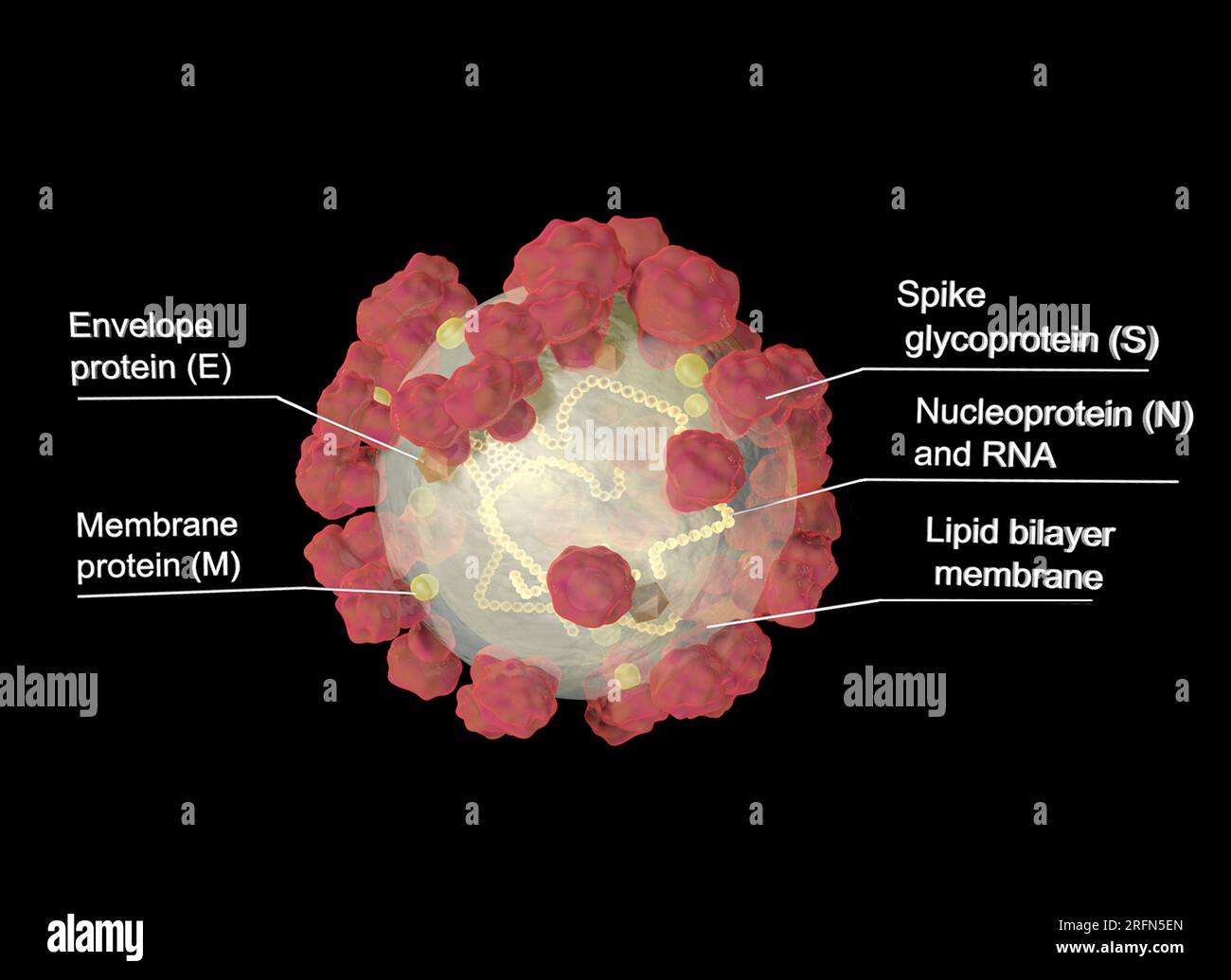 La enfermedad por coronavirus (COVID-19) es una enfermedad infecciosa causada por el virus SARS-CoV-2. El virus SARS-CoV-2 consiste en cuatro proteínas diferentes y una cadena de ARN. La proteína “Spike” (S) sobresale de la membrana, dando al virus su apariencia distintiva de 'corona'. Otras dos proteínas, la proteína envolvente (E) y la proteína de membrana (M), se encuentran en toda la membrana para proporcionar integridad estructural. Finalmente, dentro del virus, la nucleoproteína (N) actúa como un andamiaje para los 29.900 nucleótidos de ARN que componen el genoma viral. Foto de stock