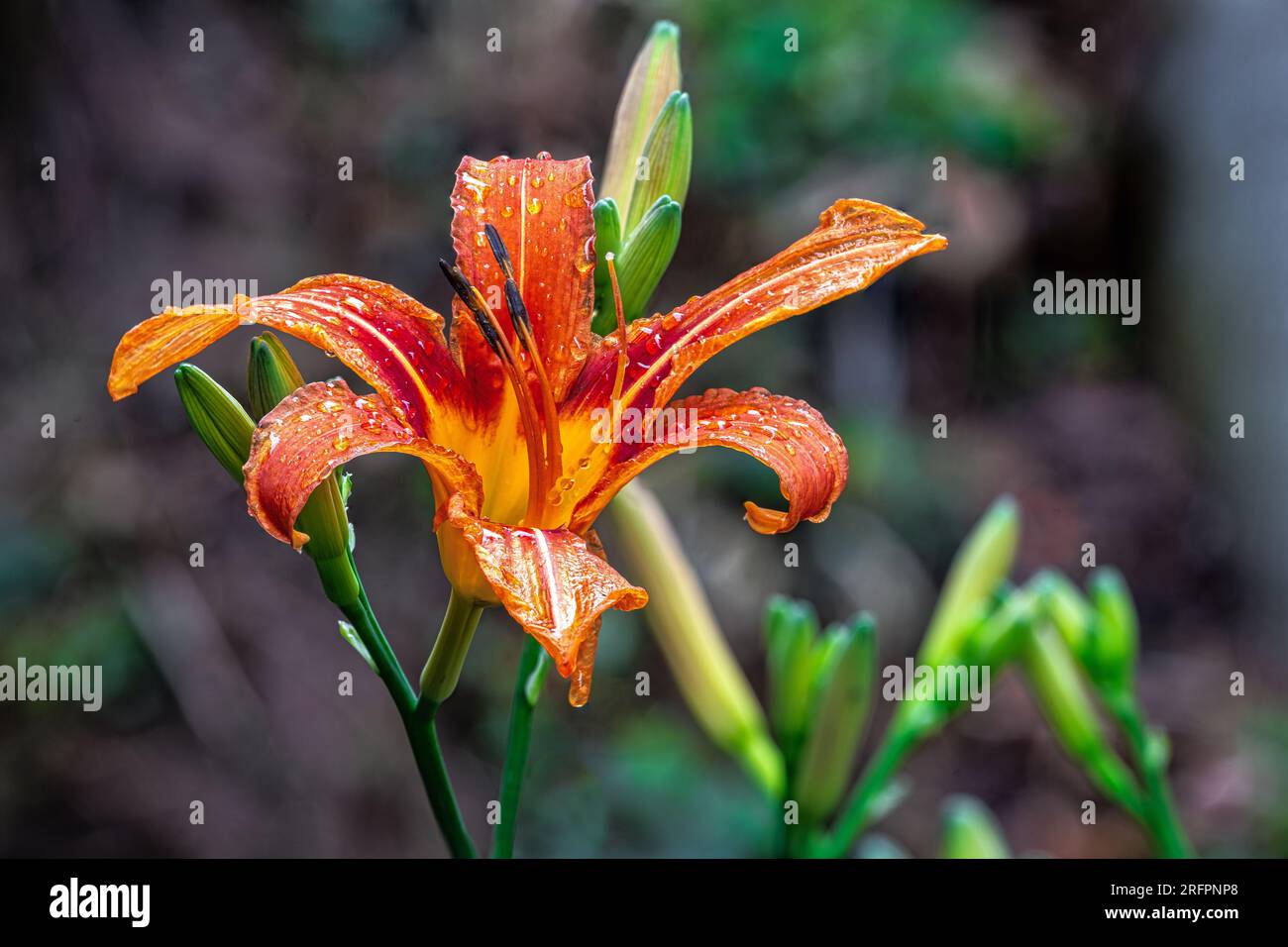 Fiore splendido daylily arancione in una giornata piovosa Foto de stock