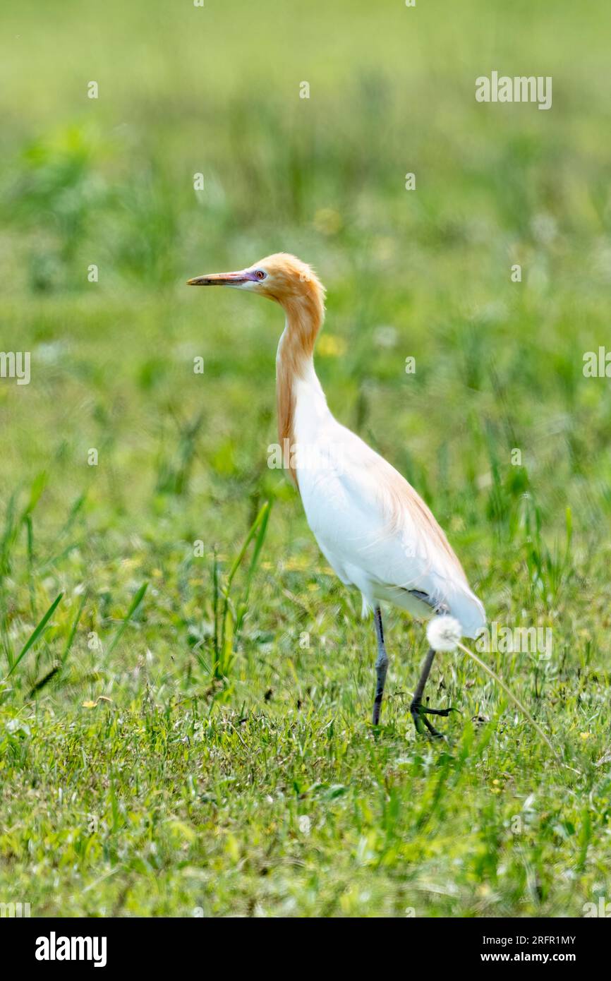 Primer plano de una garza de ganado (bubulcus ibis) con fondo verde durante la primavera en un día soleado Foto de stock