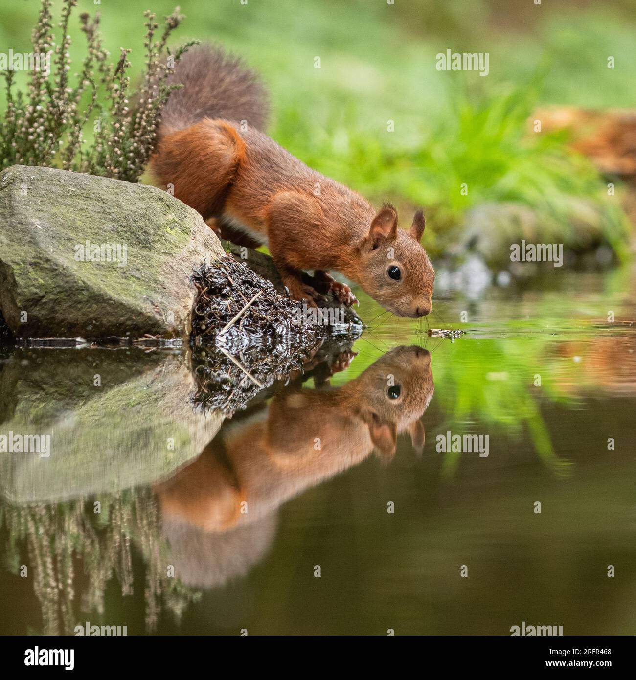 Una ardilla roja (Sciuris vulgaris) con su espesa cola. Ir a tomar una copa. Un reflejo perfecto de la imagen del espejo en el agua de abajo. Yorkshire, Reino Unido Foto de stock