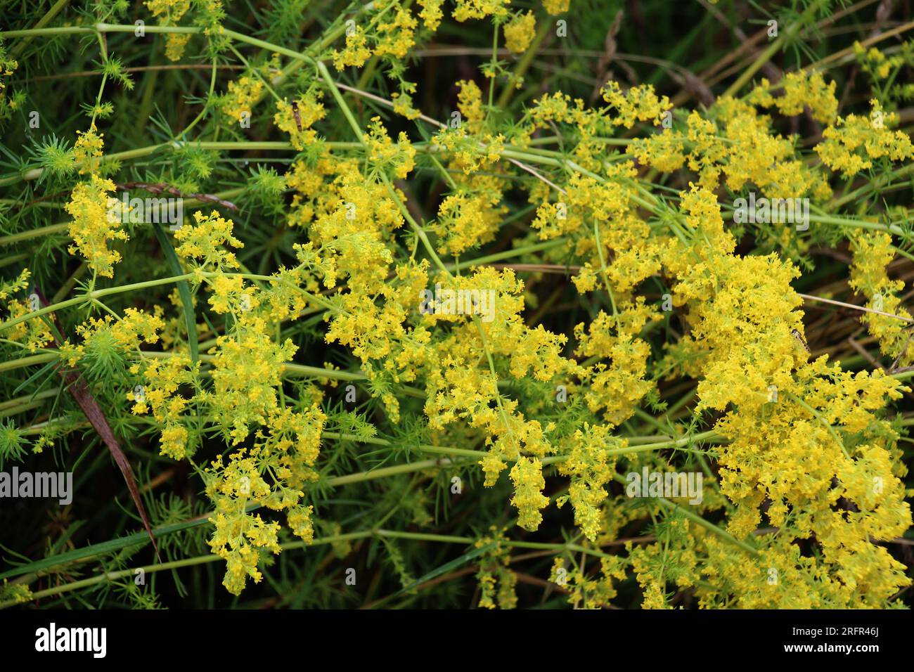 Galium verum crece entre las hierbas en la naturaleza Foto de stock