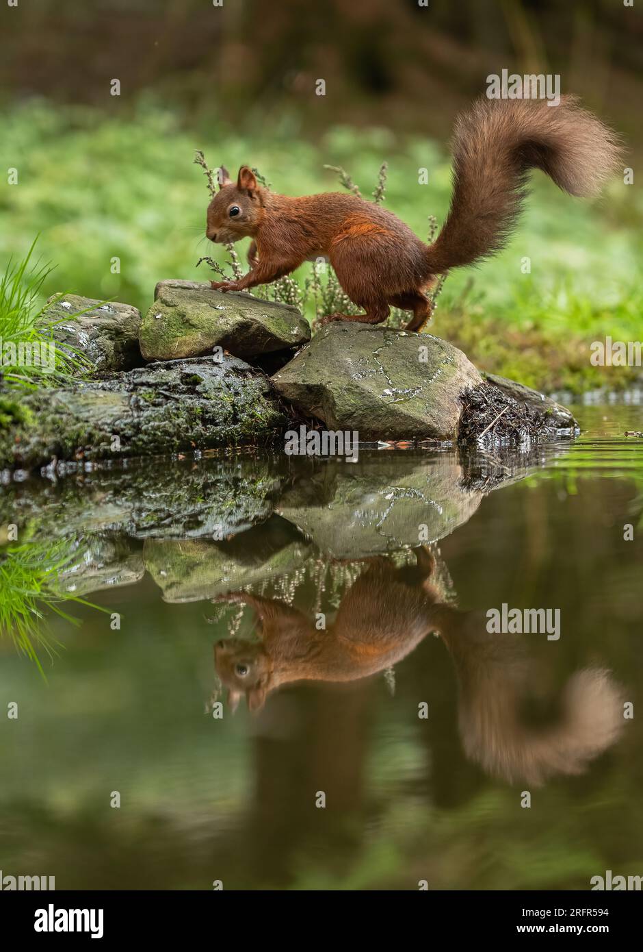 En las rocas. Una ardilla roja (Sciuris vulgaris) con su espesa cola. Un reflejo perfecto de la imagen del espejo en el agua de abajo. Yorkshire, Reino Unido Foto de stock